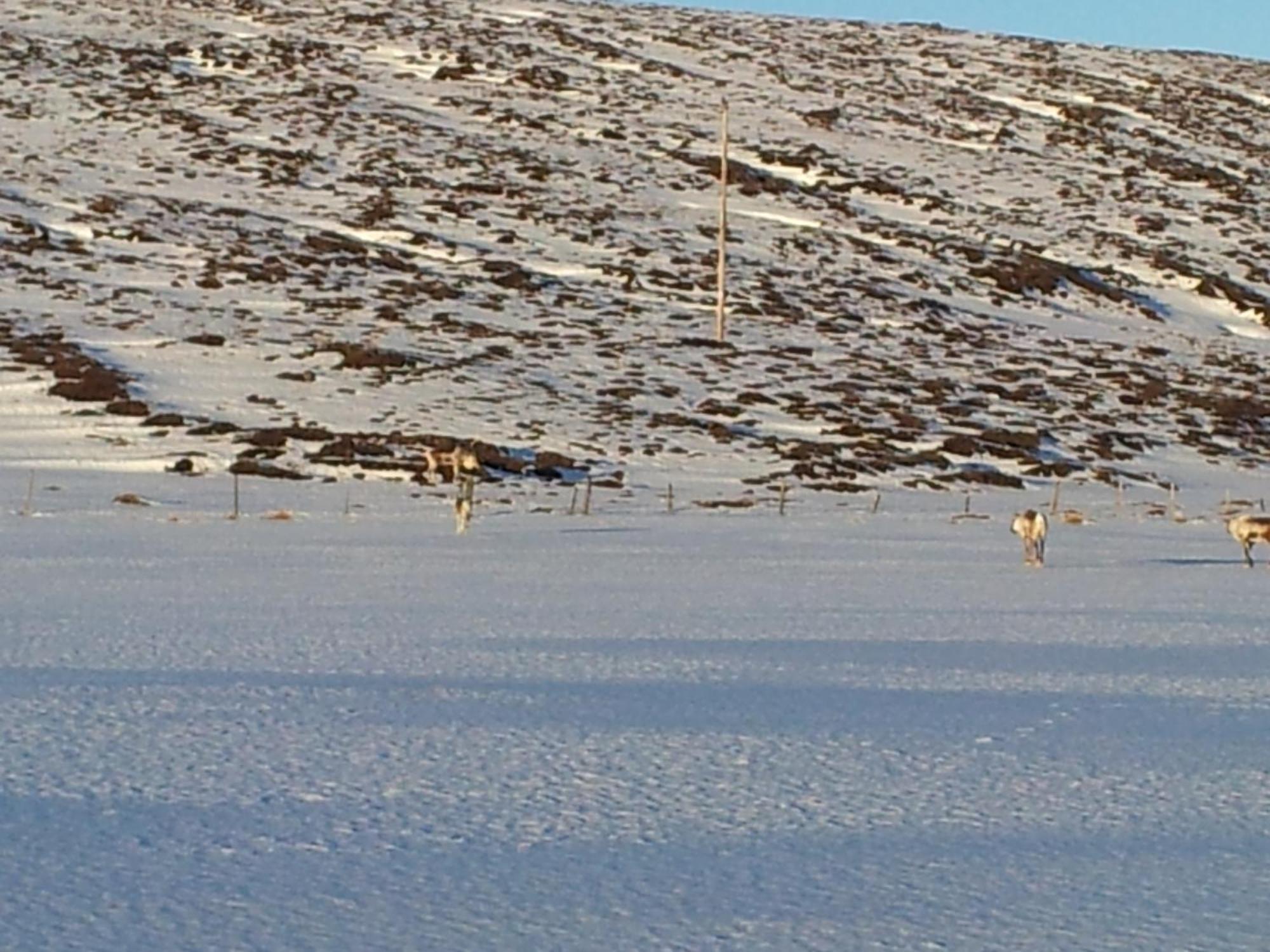 Sireksstadir Farm Holiday Vopnafjordur Exterior foto